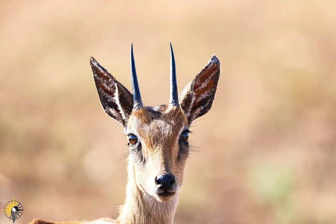 gazelle head
